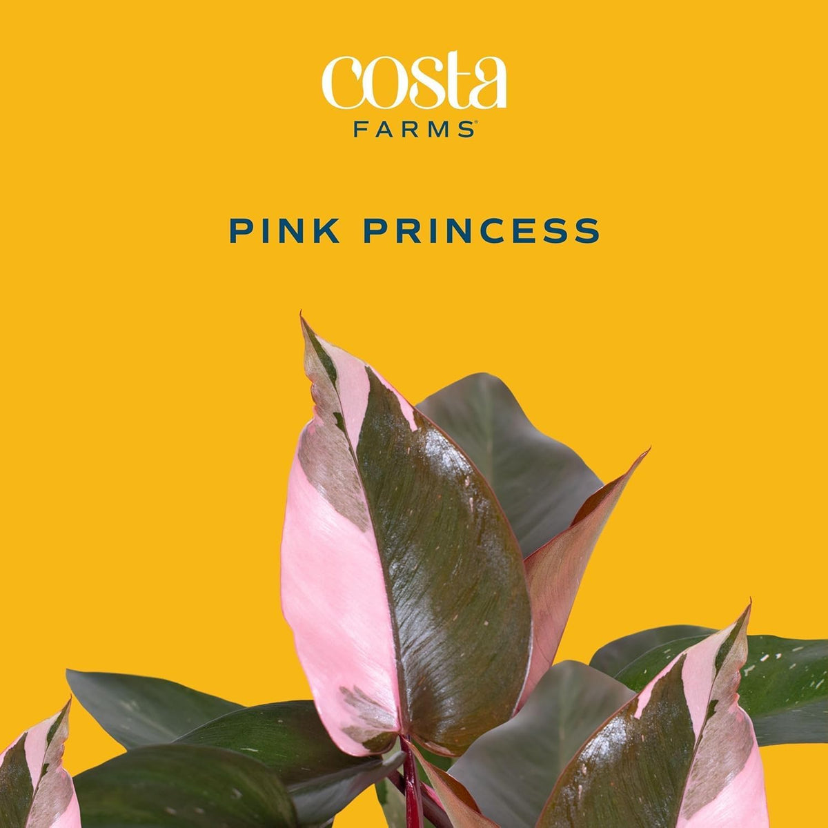 Costa Farms Pink Princess Philodendron, Live Indoor Plant, Rare Unique Houseplant Potted in Indoors