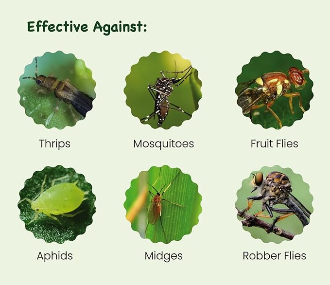 Sticky Insect Traps 40 Pcs - Gnats Fruit Fly Traps for Indoors House - Yellow Double-Sided Sticky