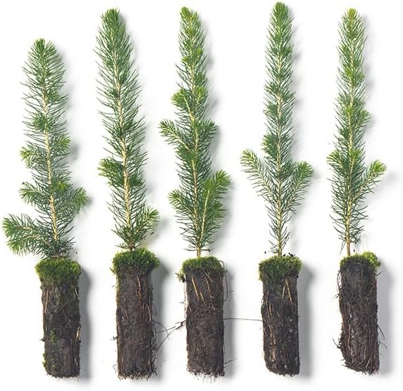 White Spruce Live Tree Seedlings | 6"-12" | Arbor Day Foundation (5-Pack)