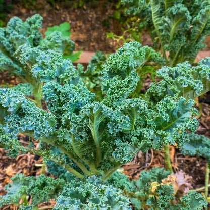 Kale Plant in 4 Inch Pot, 3 to 5 Inch Tall Vegetable Kale Plants Seedling, Cold Harrdy Plants for