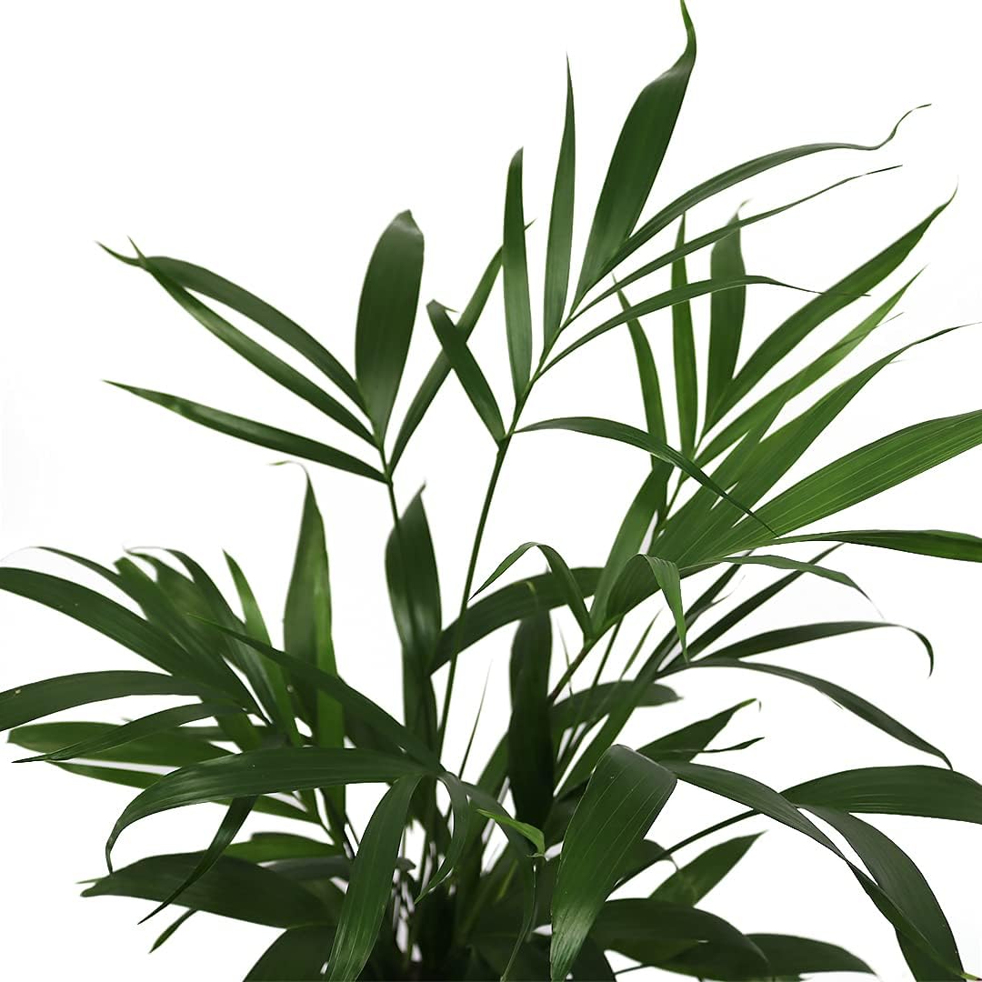 American Plant Exchange Live Cat Palm – 6-Inch Pot – Tropical Houseplant with Soft Arching Green