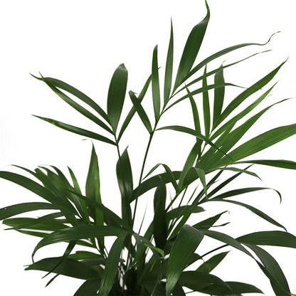 American Plant Exchange Live Cat Palm – 6-Inch Pot – Tropical Houseplant with Soft Arching Green