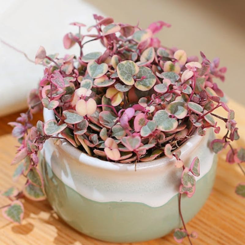Ceropegia Woodii Variegated String of Hearts Plant Live, Trailing Succulent Vine, Rare Live Indoor