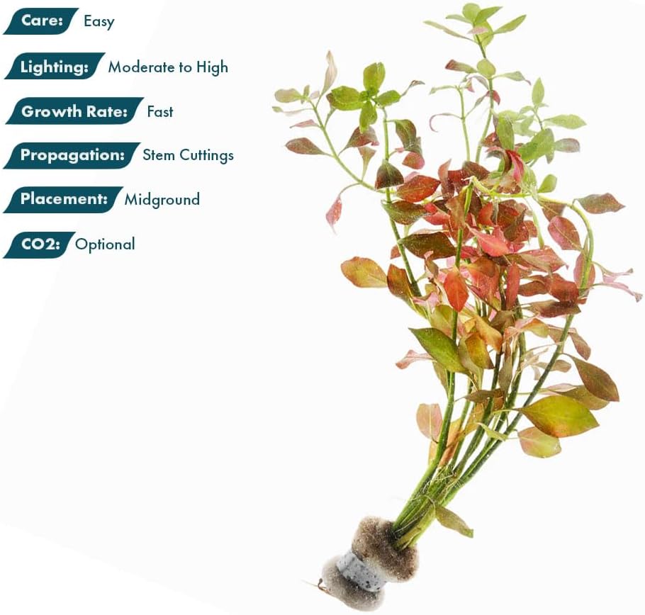 SubstrateSource Live Plant - Ludwigia Ovalis - Easy Care, Moderate to High Light, Green to Orange