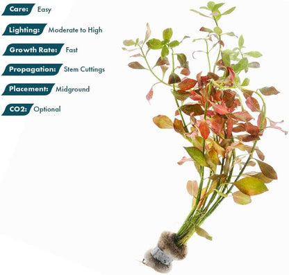 SubstrateSource Live Plant - Ludwigia Ovalis - Easy Care, Moderate to High Light, Green to Orange