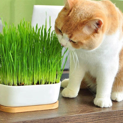 Gardenera Premium Cat Grass Potting Mix - Provide Your Feline Friend with a Natural and Nutritious