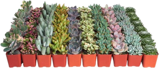 Shop Succulents Pastel Succulent Plant Pack Bulk Collection - Live Mini Succulent Plants, Low