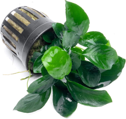 SubstrateSource Anubias Live Aquarium Plants - Potted Freshwater Plant for Fish Tanks, Terrariums