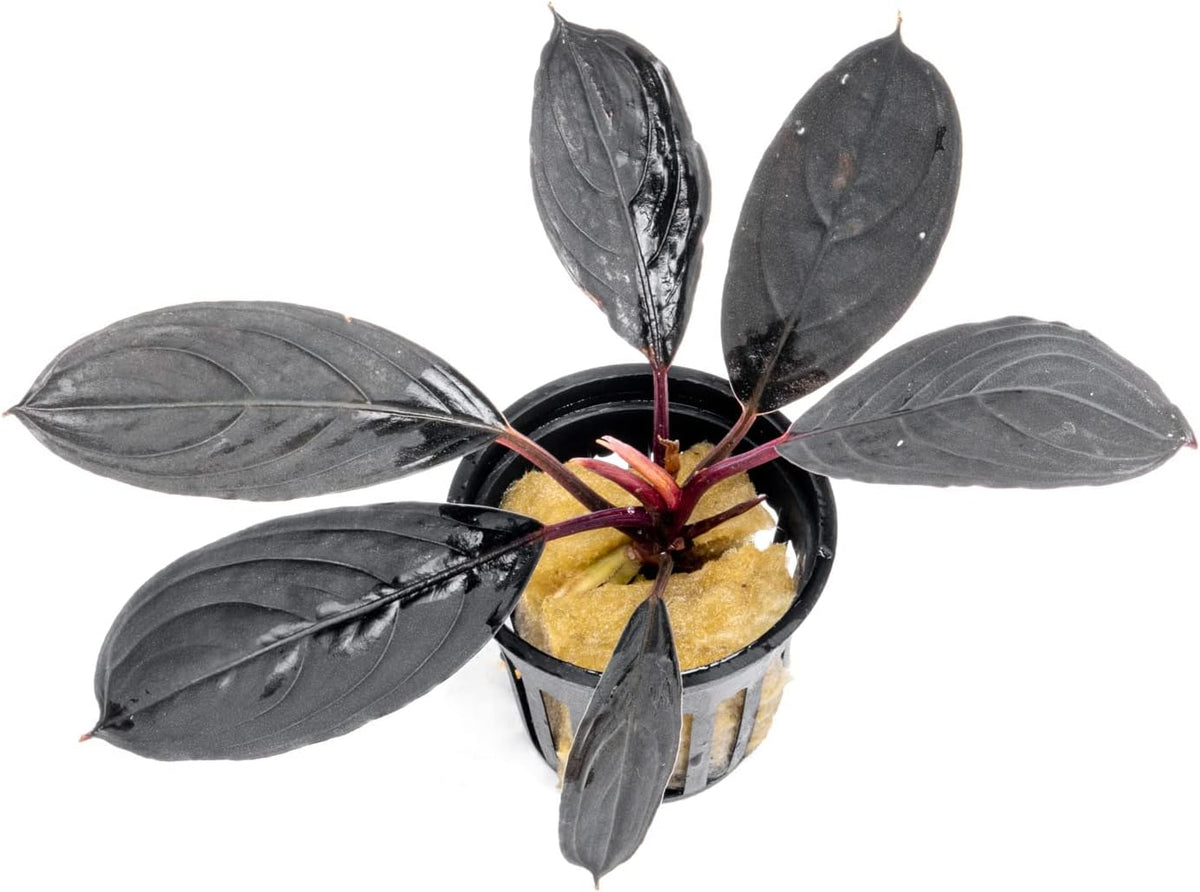 SubstrateSource Bucephalandra Dark Skeleton King Potted Live Aquarium Plant - Natural Freshwater