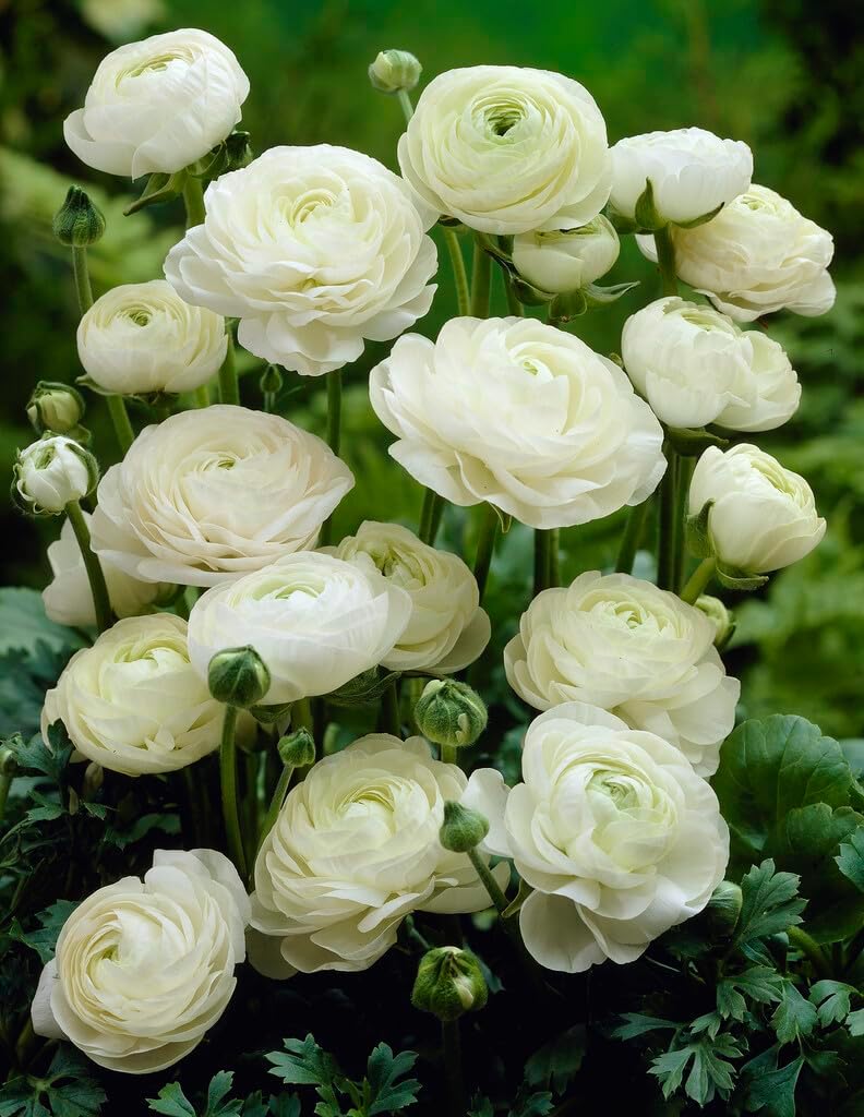 White Ranunculus Bulbs for Planting, Beautiful Long Lasting Flowers (20 Bulbs)