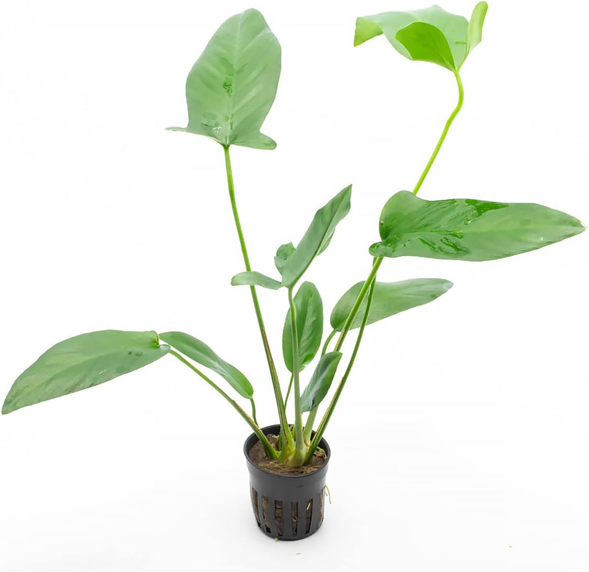 SubstrateSource Anubias Live Aquarium Plants - Potted Freshwater Plant for Fish Tanks, Terrariums