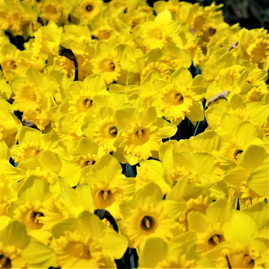 50 Yellow Daffodil Bulbs for Planting - Dutch Master Value Bag - Plant in Gardens, Borders &