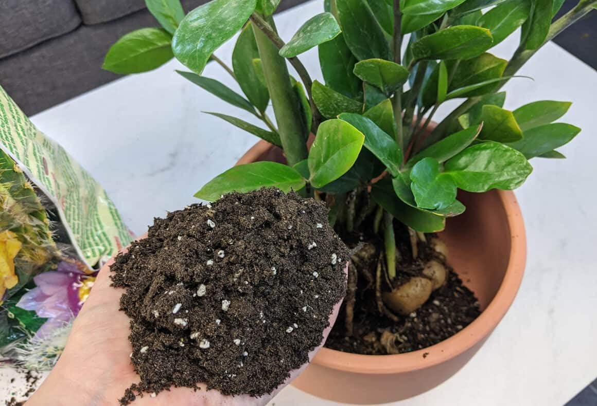 Gardenera Premium ZZ Plant Ultra-Performance Potting Mix - Proven Formula for Thriving Zamioculcas