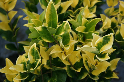 Ligustrum Japonicum 'Howardi' - 10 Live Plants - Evergreen Privacy Hedge Yellow Tip Shrub