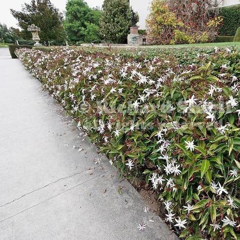 Live Angel Wing Jasmine (Jasminum Nitidum) Plants - Fragrant, White Blooming Evergreen Shrub for