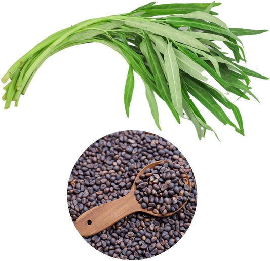 600+ Premium Kangkong Seeds - Ong Choy - Rau Muong - Kong Xin CAI Seeds | High 97% Germination |