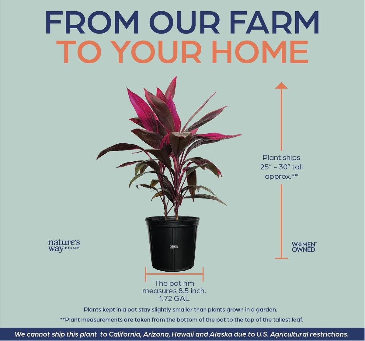 Cordyline Fruticosa, Red Sister, Ti Plant, Live Plant 25-30 in. Tall in Grower Pot by Nature's Way