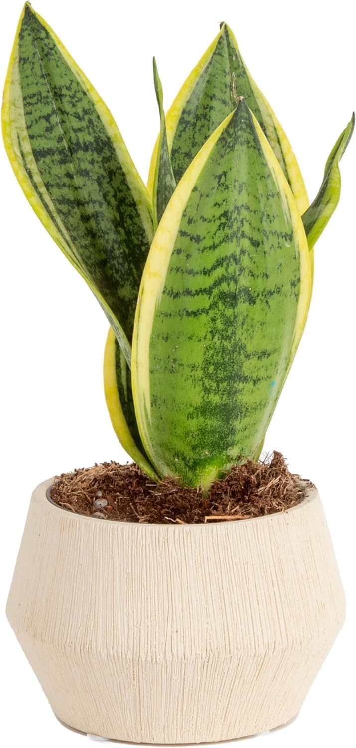 Costa Farms Snake Plant, Live Indoor Sansevieria Plant, Easy to Grow Succulent Houseplant Potted in