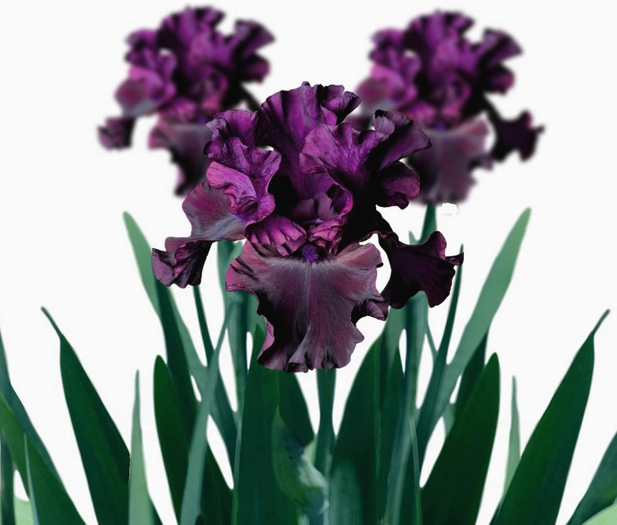 Easy to Grow Bearded Iris Purple Rebounder - 9 Plant Bulbs Rhizomes, Dark Purple Flowers in Spring