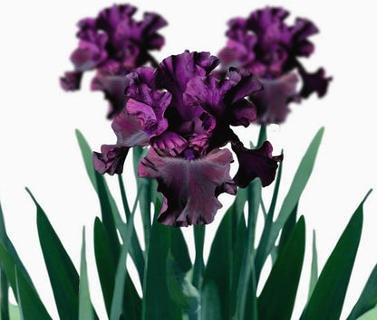 Easy to Grow Bearded Iris Purple Rebounder - 9 Plant Bulbs Rhizomes, Dark Purple Flowers in Spring