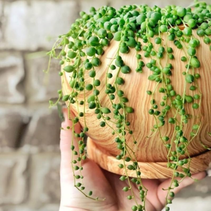String of Pearls Plant Live, Trailing Succulent Vine, Rare Live Indoor Plant in Pot