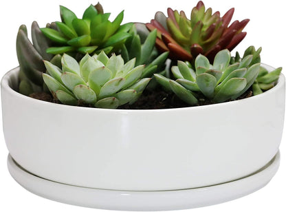 SQOWL 8 inch White Round Ceramic Succulent Planter Pot Modern Flower Cactus herb Big Planter with