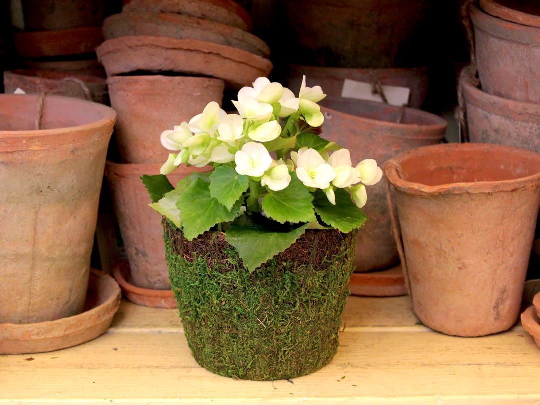 SuperMoss (55152 Vineyard Decorative Moss Basket Ideal for Home Decor, Office Decor, and Indoor