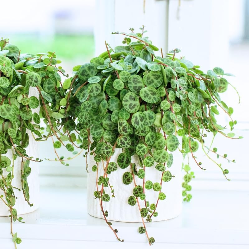 String of Turtles Plant Live, Trailing Succulent Vine, Rare Live Indoor Plant in Pot