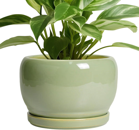 SQOWL 8 Inch Plant Pot - Ceramic Planters with Drainage Hole and Tray, Round Flower Pot for Indoor