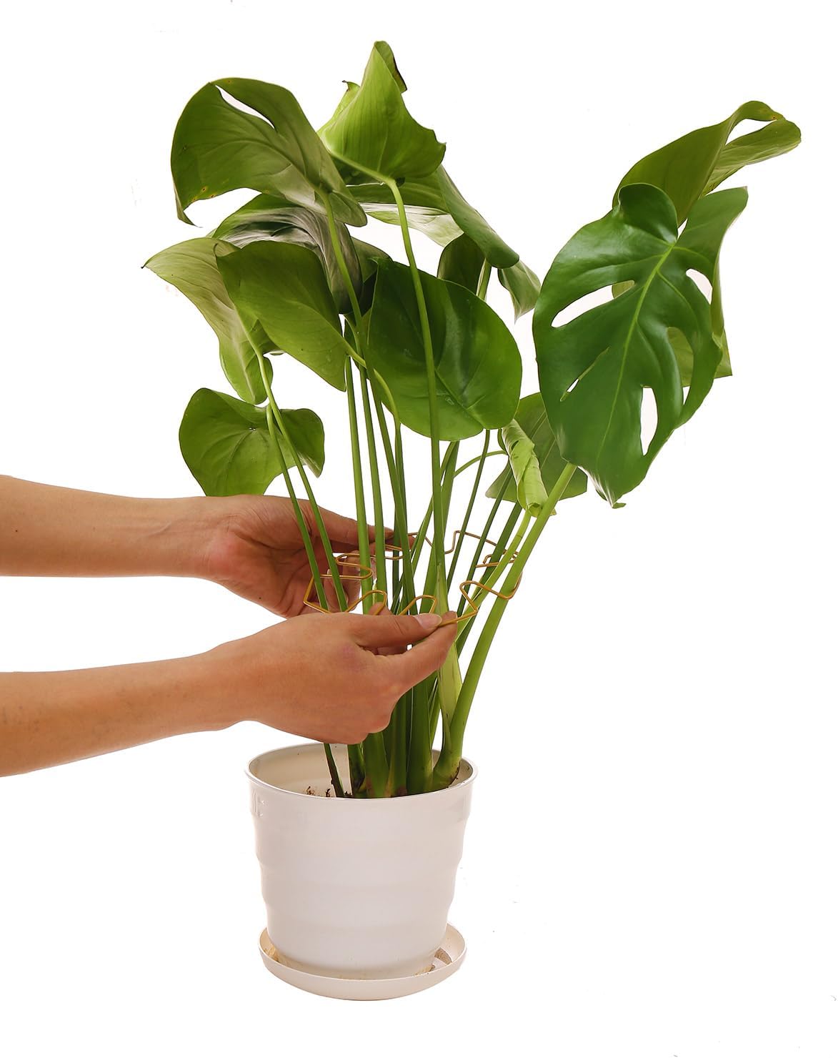 Spiritlele 5 Pcs Yellow Plant Stem Support Holder Set Monstera Plant Support Clamp Growth