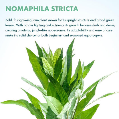 SubstrateSource Live Plants – Nomaphila Stricta – Moderate to High Light, Green, Midground to