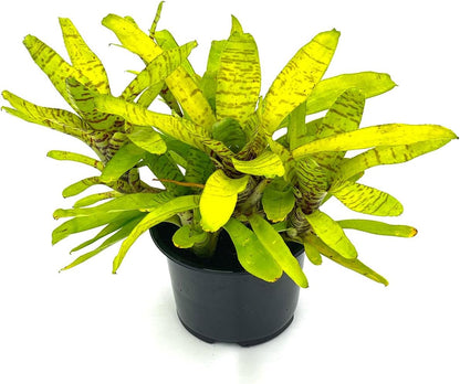 ragnaroc Live Plants – Bromeliad Neoregelia Tigrina, 8-12" in 6" Pot - 1ct - Live Arrival