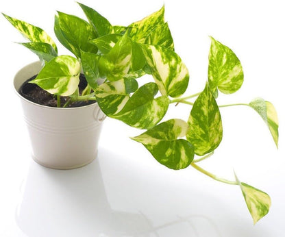Gardenera Premium Epipremnum Plant Potting Mix - Crafted for Lush Growth and Vibrant Foliage - 1