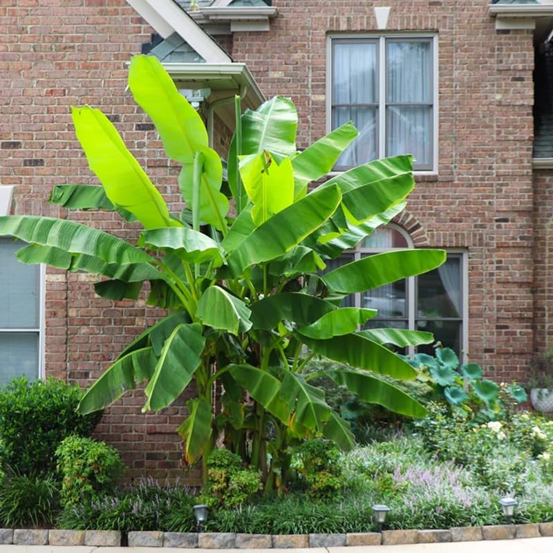 Basjoo Banana Plant Live, 4-6" Tall Well-Rooted for Indoor Tropical Displays, Cold Hardy Banana