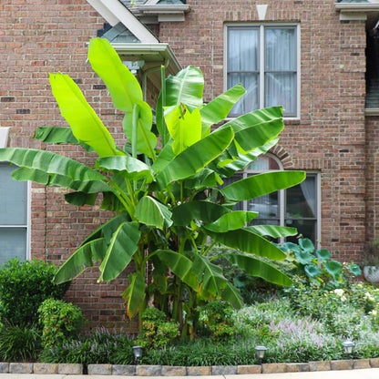 Basjoo Banana Plant Live, 4-6" Tall Well-Rooted for Indoor Tropical Displays, Cold Hardy Banana