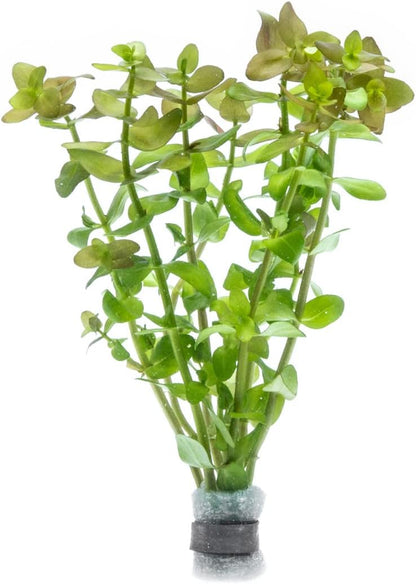 SubstrateSource Live Aquarium Red Stem Plants - Freshwater Aquatic Plant for Fish Tanks
