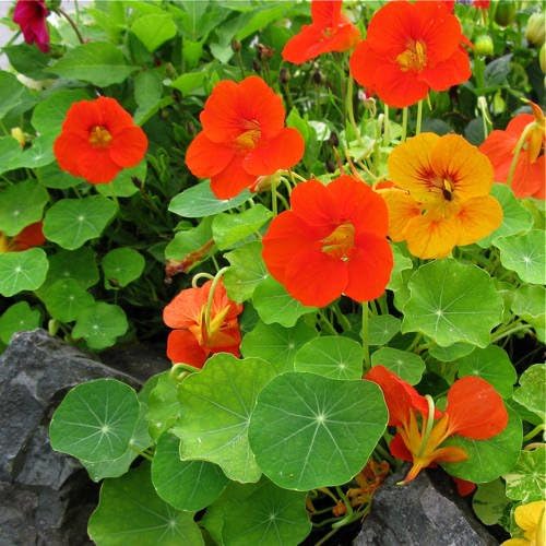Clovers Garden Nasturtium Plants – Two (2) Live Plants – Non-GMO - Not Seeds - Each 4" to 8" Tall