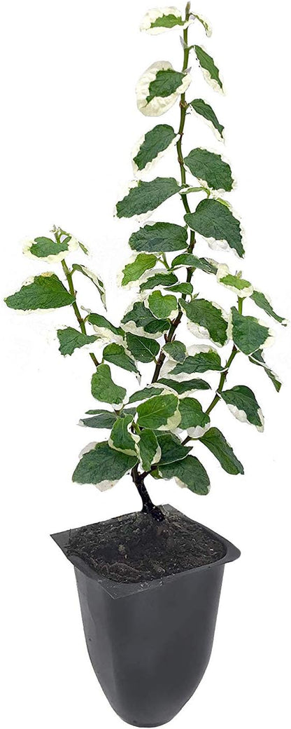 Variegated Creeping Fig Vine - Ficus Pumila Variegata - 10 Live Fully Rooted 2 Inch Plants