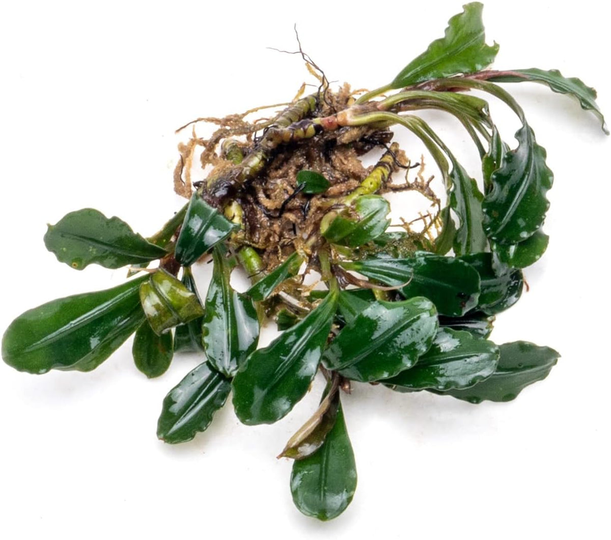 SubstrateSource Bucephalandra Arrogant Blue Live Aquarium Plant - Natural Freshwater Fish Tank