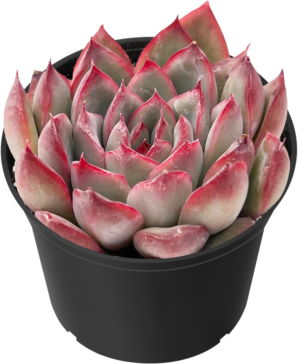 Sprout N Green Echeveria Pulidonis, Mini Live Succulent Fully Rooted in 2 inch Starter Pot with