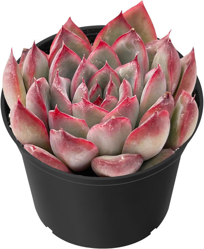 Sprout N Green Echeveria Pulidonis, Mini Live Succulent Fully Rooted in 2 inch Starter Pot with