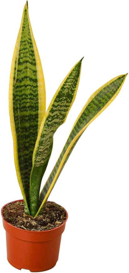 Snake Plant Laurentii Live Plant for Indoor | Different Houseplants in 3'' Pot | Real House Plant