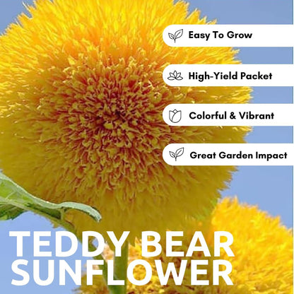 100 Teddy Bear Sunflower Seeds for Planting – Ultra-Fluffy Golden Blooms with Round Heads – Perfect