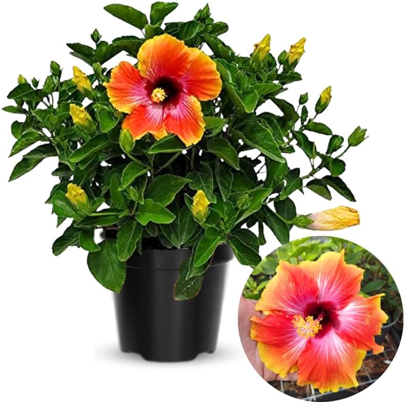 Sunset Hibiscus Plant Live, Hardy Hibiscus Flowers Colorful Blooms for Outdoor Landscapes, 8-10