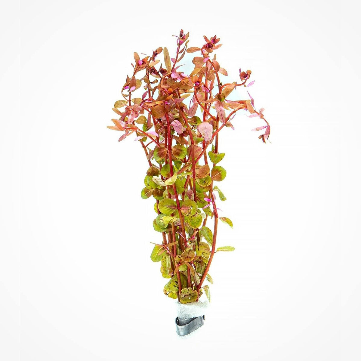 SubstrateSource Live Aquarium Red Stem Plants - Freshwater Aquatic Plant for Fish Tanks