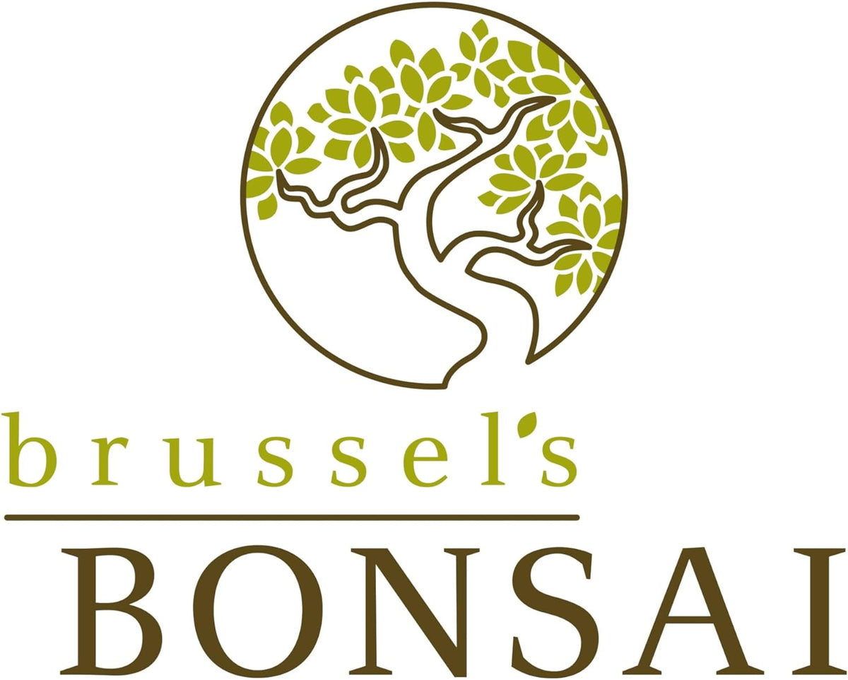 Brussel's Bonsai Live Chinese Elm Bonsai Tree, Outdoor - Medium, 7 Years Old, 8 to 10 inches Tall