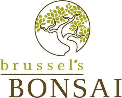 Brussel's Bonsai Live Chinese Elm Bonsai Tree, Outdoor - Medium, 7 Years Old, 8 to 10 inches Tall