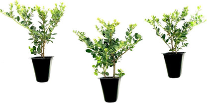 Helleri Holly Shrub | 10 Live Plants I Ilex Cornutal | Compact Evergreen Ideal for Low Borders