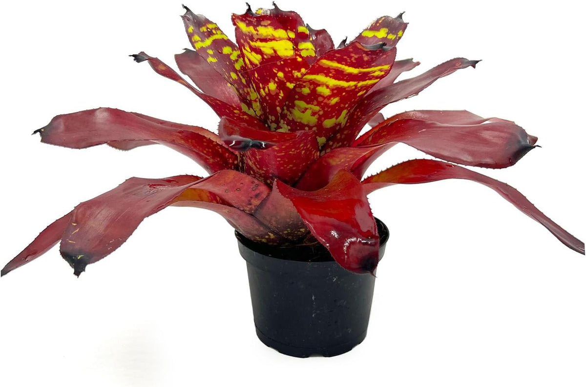 ragnaroc Live Plants - Bromeliad Neoregelia 'Green Eye', 16" Wide and 12" Tall in 6" Pot - 1ct