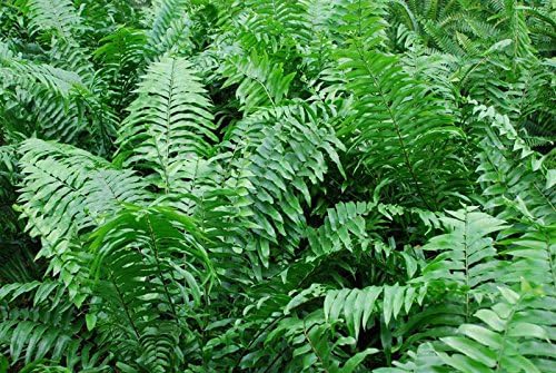 American Plant Exchange Macho Fern 'Giant Sword' – 10-Inch Pot – Live Air Purifying Tropical Fern